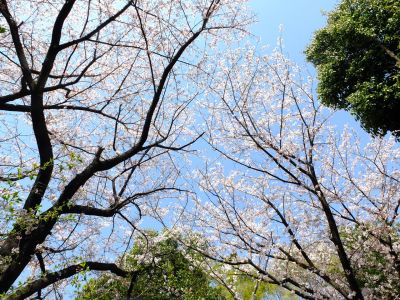 旧出光グランドの染井吉野
