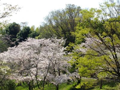 鴨池公園（染井吉野）

