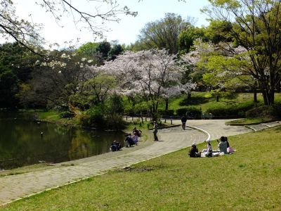 鴨池公園（染井吉野）
