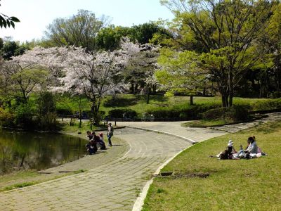鴨池公園（染井吉野）
