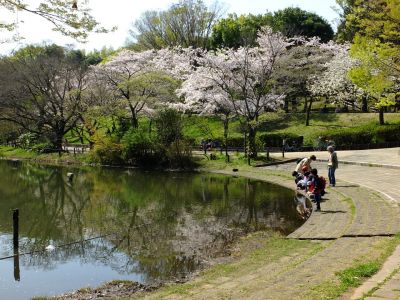 鴨池公園（染井吉野）
