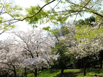 鴨池公園（染井吉野）
