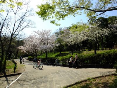 鴨池公園（染井吉野）
