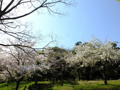 鴨池公園（染井吉野）もう花びらが散っています

