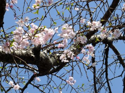 鴨池公園（枝垂れ桜）
