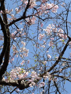 鴨池公園（枝垂れ桜）
