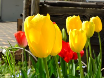 花のある商店街　荏田近隣センター（チューリップ）
