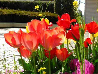 花のある商店街　荏田近隣センター（チューリップ）
