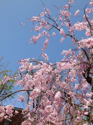 花のある商店街　荏田近隣センター（枝垂れ桜）
