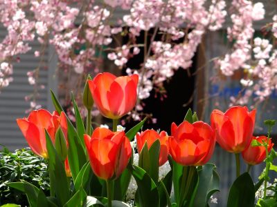 花のある商店街　荏田近隣センター（チューリップ）　
