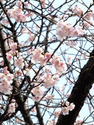 心行寺　彼岸桜？
