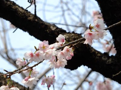 心行寺　彼岸桜？
