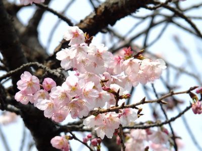 心行寺　彼岸桜？

