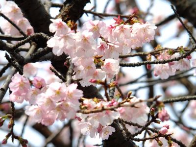 心行寺　彼岸桜？
