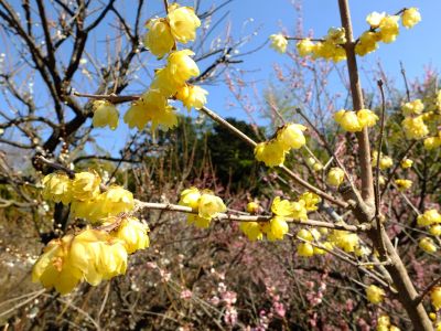東方天満宮（ロウバイ）
