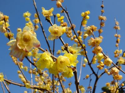 東方天満宮（ロウバイ）
