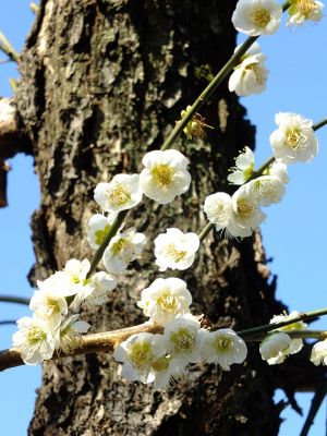 東方天満宮　緑萼梅（リョクガクバイ）
