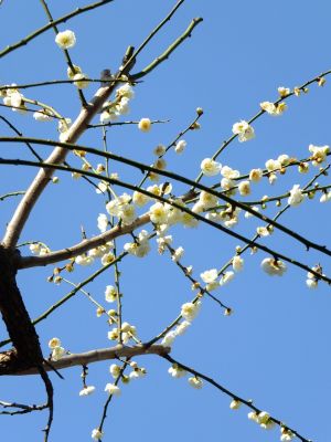 東方天満宮　緑萼梅（リョクガクバイ）
