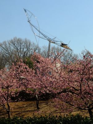 茅ヶ崎公園（河津桜）

