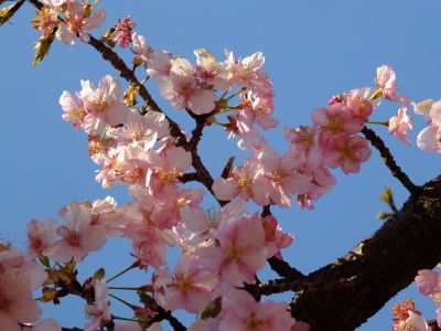 茅ヶ崎公園（河津桜）
