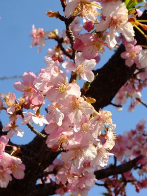茅ヶ崎公園（河津桜）
