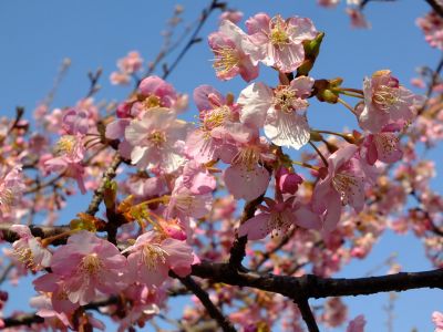 茅ヶ崎公園（河津桜）
