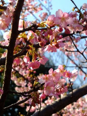 茅ヶ崎公園（河津桜）
