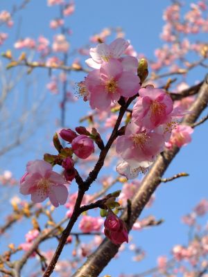 茅ヶ崎公園（河津桜）
