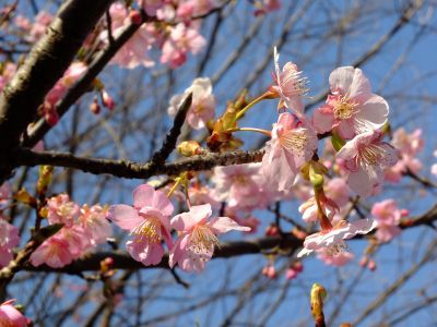 茅ヶ崎公園（河津桜）
