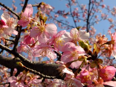 茅ヶ崎公園（河津桜）

