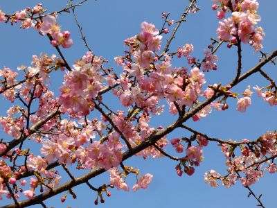 茅ヶ崎公園（河津桜）
