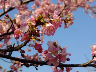 茅ヶ崎公園（河津桜）
