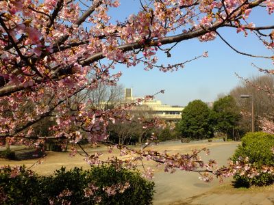 茅ヶ崎公園（河津桜）
