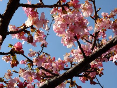 茅ヶ崎公園（河津桜）
