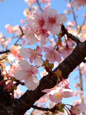 茅ヶ崎公園（河津桜）
