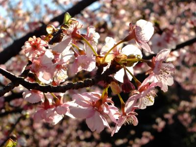 茅ヶ崎公園（河津桜）
