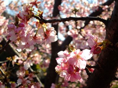 茅ヶ崎公園（河津桜）
