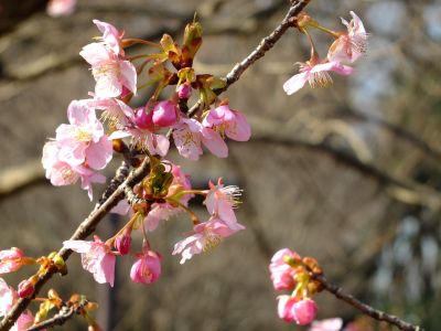 茅ヶ崎公園（河津桜）
