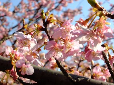 茅ヶ崎公園（河津桜）
