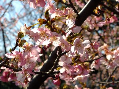 茅ヶ崎公園（河津桜）
