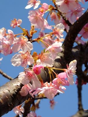 茅ヶ崎公園（河津桜）
