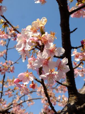 茅ヶ崎公園（河津桜）
