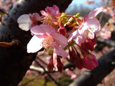 茅ヶ崎公園（河津桜）
