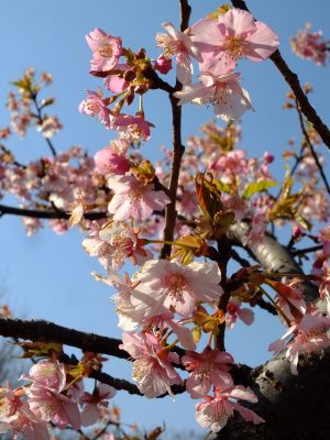 茅ヶ崎公園（河津桜）
