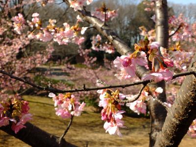 茅ヶ崎公園（河津桜）

