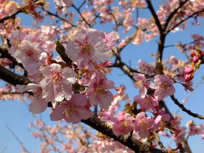 茅ヶ崎公園（河津桜）
