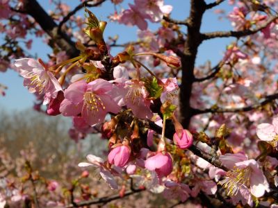 茅ヶ崎公園（河津桜）
