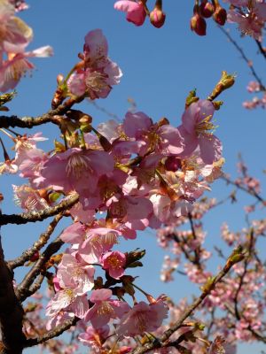 茅ヶ崎公園（河津桜）
