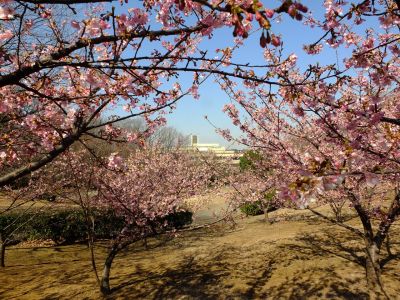 茅ヶ崎公園（河津桜）
