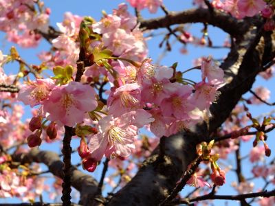 茅ヶ崎公園（河津桜）
